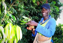 广东荔枝,种遍了非洲!当地种植户准备来广东了-中非友好经贸发展工作委员会