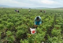 辣椒与橡胶的故事：“产工贸一体化”赋能中非经贸合作-中非友好经贸发展工作委员会