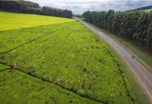 路通茶香远——一条公路拉动肯尼亚“绿色黄金”-中非友好经贸发展工作委员会